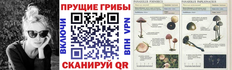 что такое   Константиновск  Галлюциногенные грибы Cubensis 